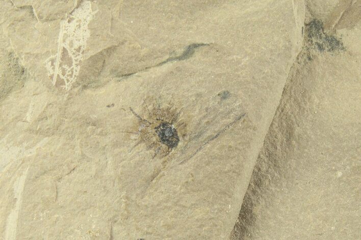 Detailed Fossil Beech Fruit - Green River Formation, Utah #360255